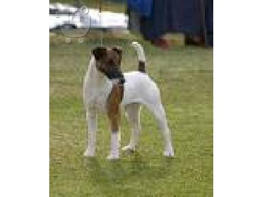 PoulaTo: Fox terrier Φοξ Τεριέ